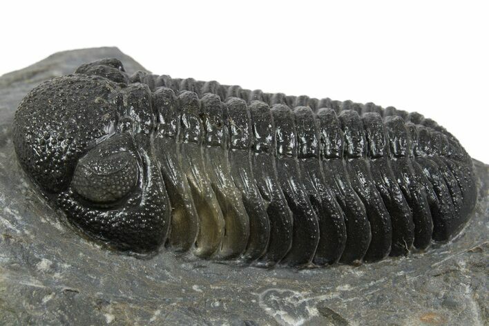 Prone Morocops Trilobite - Ofaten, Morocco #345185